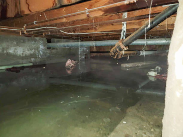Best Water damage restoration near me  in Wilsonville, AL